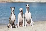 WHIPPET 232